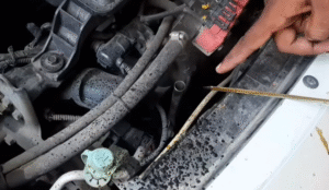Used Car Buying Guide : Check Blow Sign